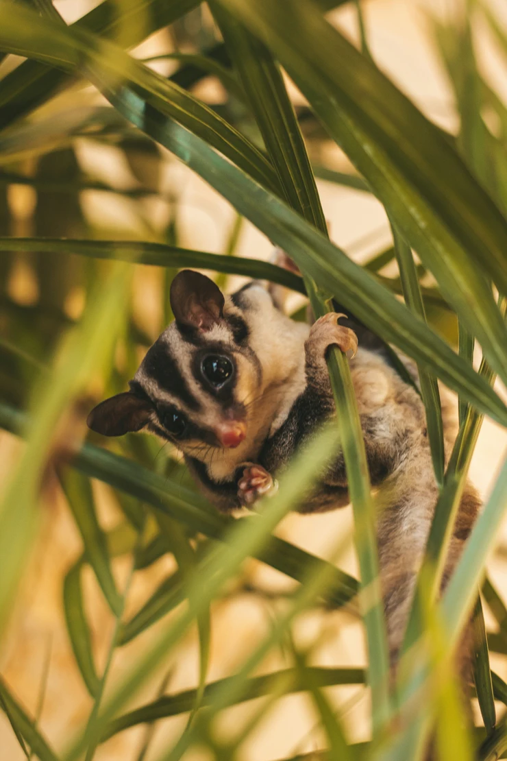sugar glider